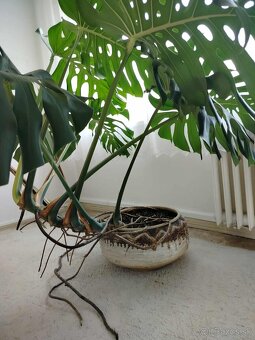 Monstera - 2