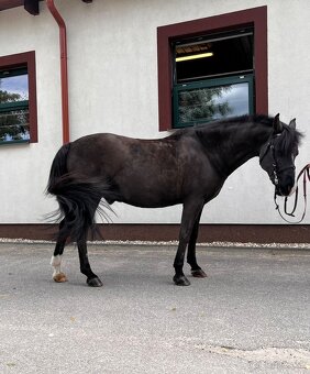 Miliónový pony - 2