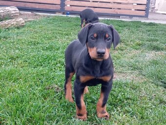 Doberman šteniatka - 2