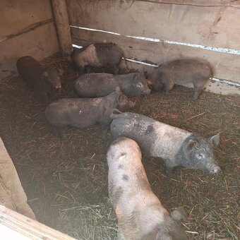 prasiatka, odstavcata - 2