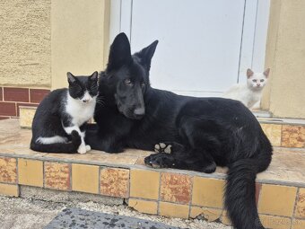 Stráženie psov a mačiek - 2