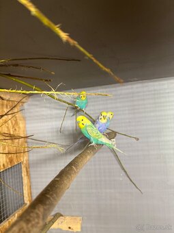 Andulky dúhové - 2