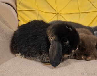 Zdrobnený králik, baranček , minilop - 2