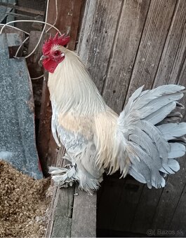 Miflerka izabelová - 2