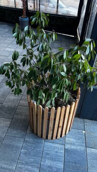 Predám Stromčeky 2ks - 2