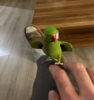 Alexander Malý kľudný krotký. - 2