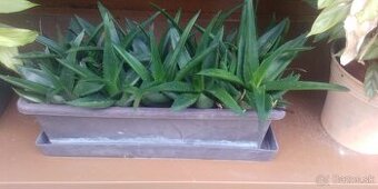 Aloe vera - 2