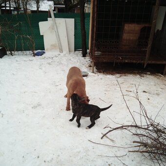 Cane corso - 2