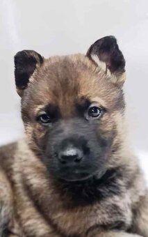 Německý ovčák s PP - 2