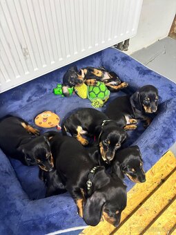 Jazvečík kratkosrstý - 2