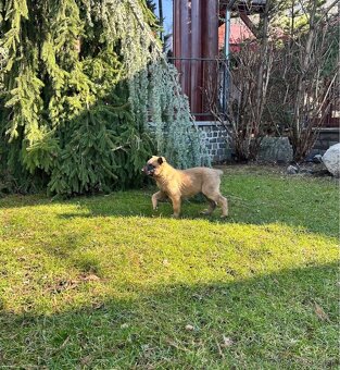 Belgický ovčiak- Malinois - 2