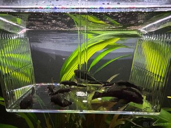 Predám Ancistrus sp. (Prísavník obyčajný) - 2