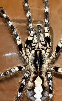 Tarantula,vtackár - 2