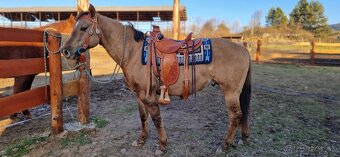 American quarter horse/ aqh - 2