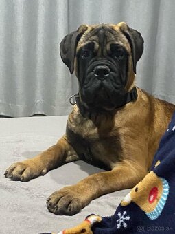Bullmastiff Steniatko - 2