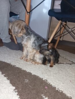 Yorkshire terrier - 2