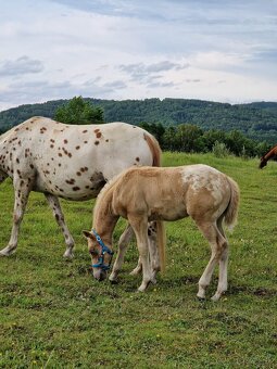 Appaloosa klisna - 2
