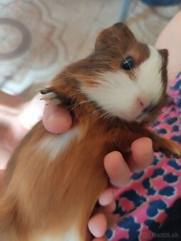 Predam male morciatko - 2