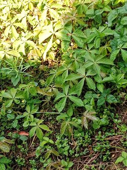 Pavinič patlalocny - 2