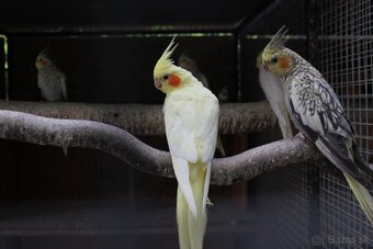 Korela lutino, korela šedá - 2