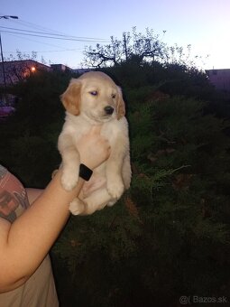 Šteniatka zlatého retrievera - 2