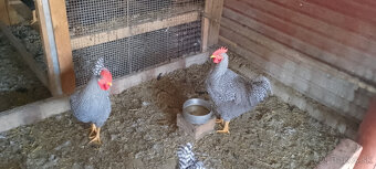 Kohúty amrox a vlaška striebrokrká - 2