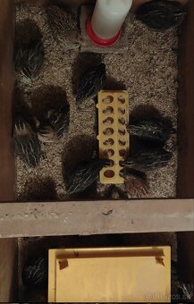 Kohúti prepelica japonská - 2