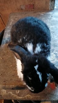 Predám Francúzske barany - 2