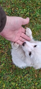 Nemecký  ṣ̌pic - 2