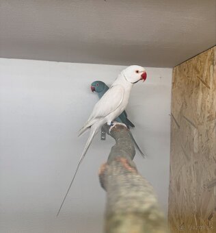 Alexander maly chovný párik - 2