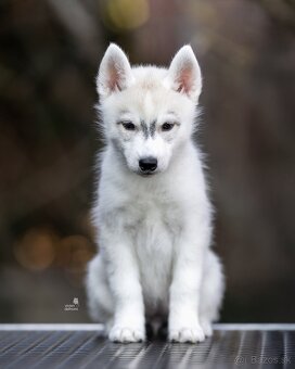 Sibírsky husky fenka s PP - 2