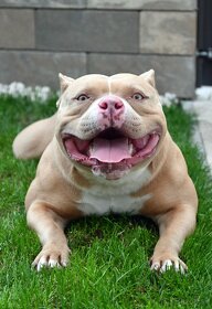 American Bully krytie - 2