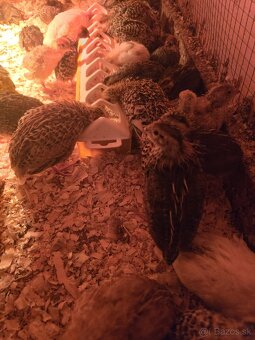 Japonské prepelice,prepeličky - 2