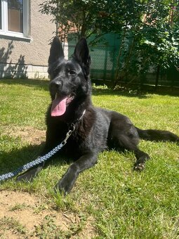 Nemecký ovčiak - 2