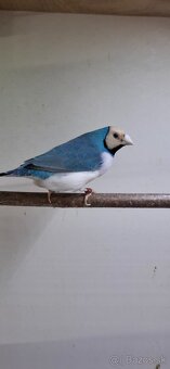Gulda - 2
