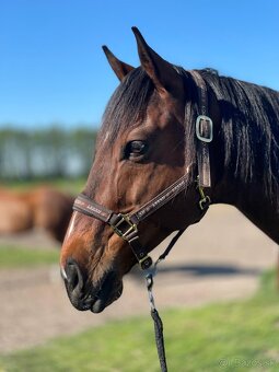 Predam valacha A1/1 - 2