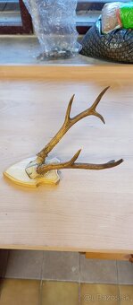 Trofej sibiřského srnce, paroží. - 2