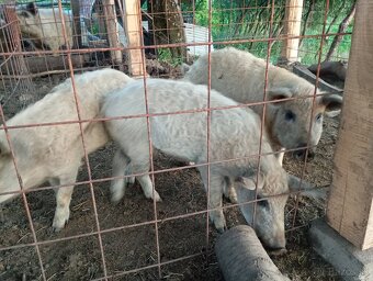 Mangalica - 2