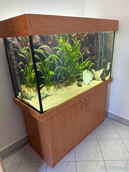 Akvarium 420l s komplet prislusenstvom a rybkami - 2