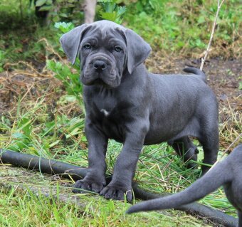 CANE CORSO s PP-sivý psík - 2