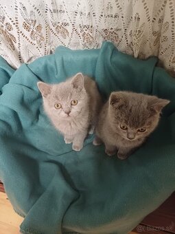 Britské mačiatka - 2