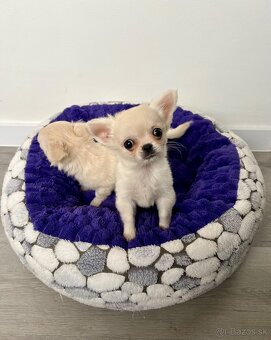 Šteniatka čivava chlapci - 2