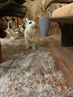 Darujem zajačika - 2