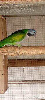 Alexander čínsky - 2