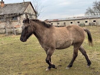 Pony valach - 2