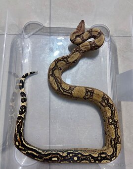 Boa constrictor / velhad kralovsky - 2