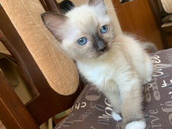 Ragdoll mačka - 2