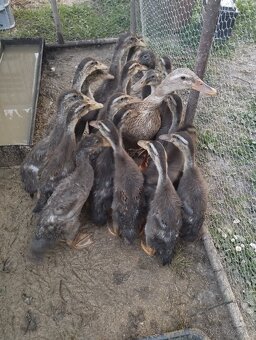 Predám indické bežce – 10€/kus - 2