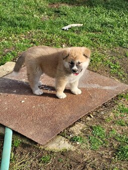 Akita  inu  steniatka - 2