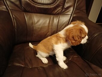 Cavalier Charles King Spaniel - 2